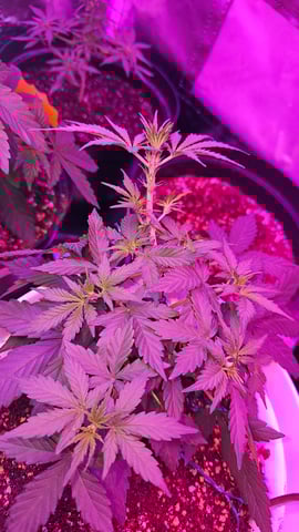 first grow adventure  — vegetative, day 33