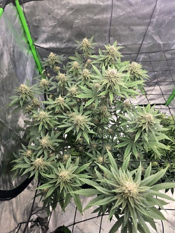 2nd grow round 2 — flower, day 80