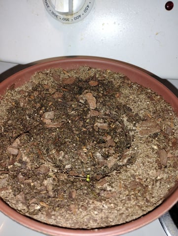 My first Grow M.O.B. — seedling_rooting, day 1