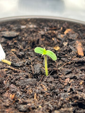 2025-26 harvest INDOOR — seedling_rooting, day 33