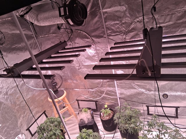 TEAM FULL AUTOS — flower, day 44