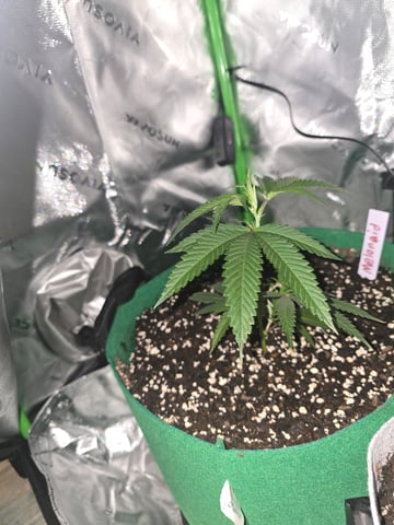 FIRST GROW — vegetative, day 12
