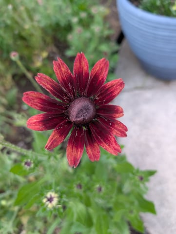 See what grows — vegetative, day 121