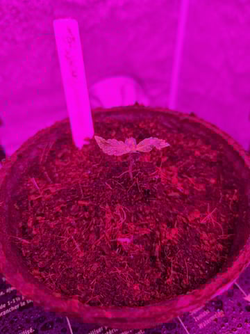1st Ever Grow — seedling_rooting, day 10