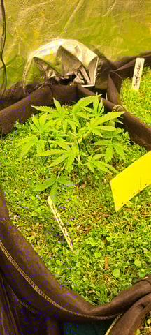 First Grow with the new setup  — vegetative, day 32