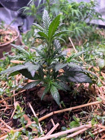 1.75 — flower, day 35