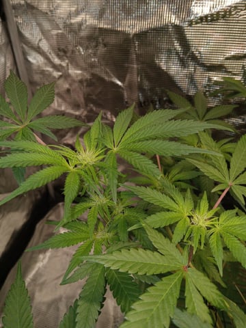 Blueberry critical kush x purple peyote wifi  and one L.a kush cake . — seedling_rooting, day 5