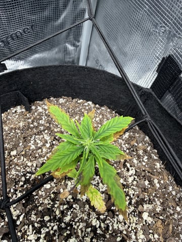 Gorilla Cookies — 1st Grow