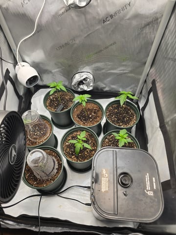 Homegrown - 🍒 🥧 & GSC Auto, 🚀 Seeds 🍌 Buttercups  — vegetative, day 18