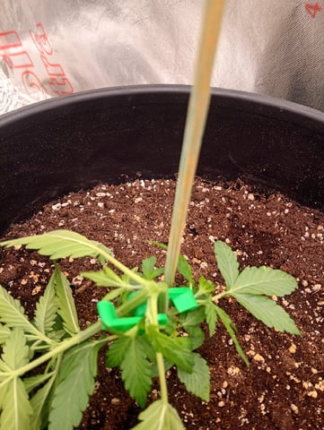 4 Different Kinds Of Autos  — vegetative, day 28