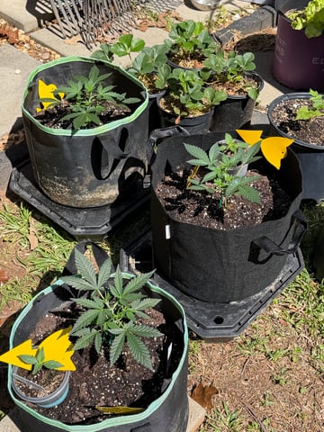Indoor & Outdoor Grow 6 — vegetative, day 11
