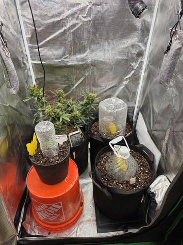 NFA & NYCD — grow_setup, day 6