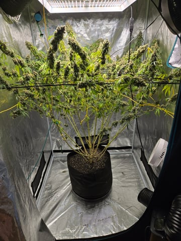 Big Momma Blue Dream  — flower, day 70