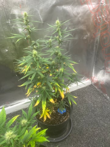 3autos and 2 fem  — flower, day 12