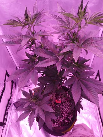 CountryG  — seedling_rooting, day 84