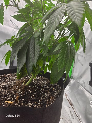 First Time — vegetative, day 8