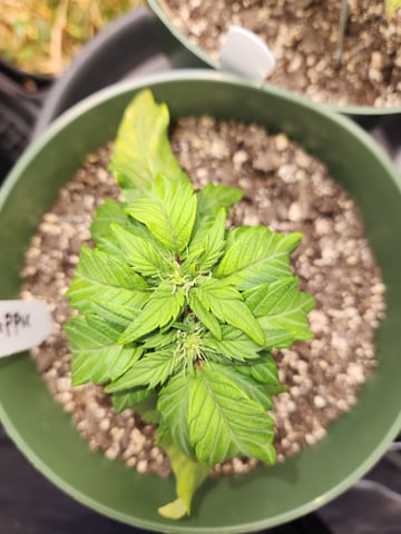 Mephisto Schoolyard Crush Grow-Pop tart OG and Apple Crush — vegetative, day 42