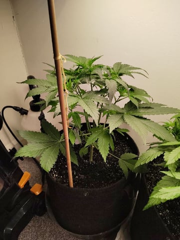 Beans For Days run — vegetative, day 31