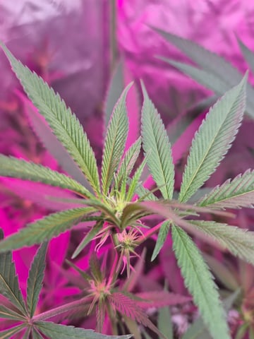 New Strain  — flower, day 50