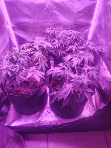 3 in flower — vegetative, day 11