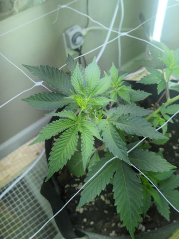 Audrey III — vegetative, day 67