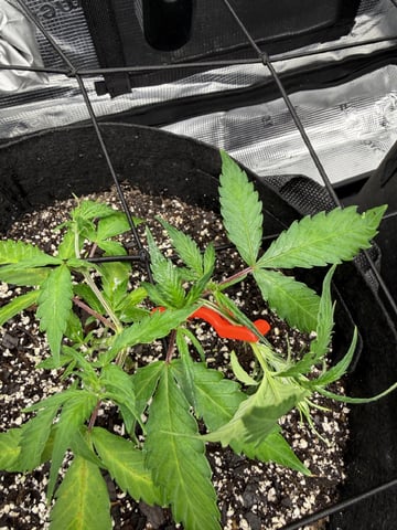 Gorilla Cookies — 1st Grow — vegetative, day 41