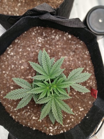 fruity pebbles, cap junky — vegetative, day 33