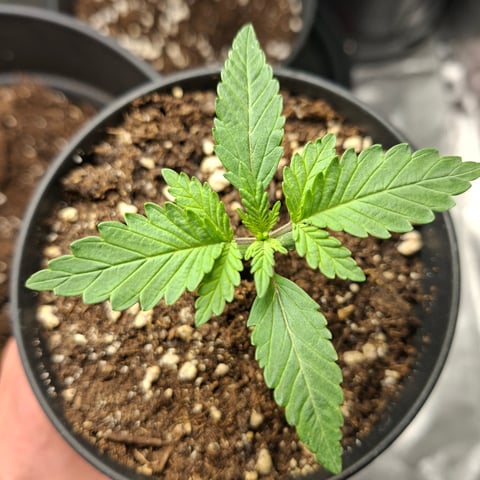 zupreme lime — vegetative, day 8