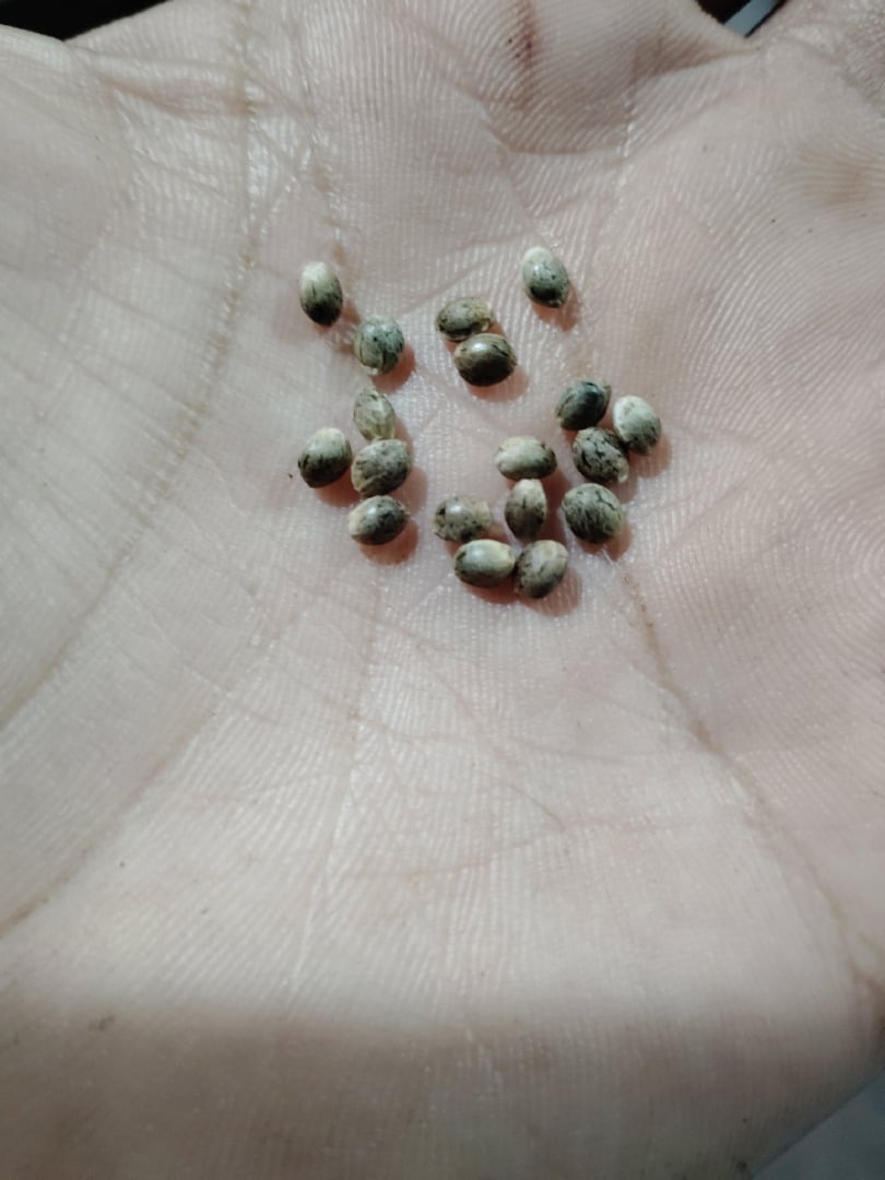 Unknown Seeds
