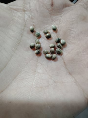 Unknown Seeds — germination, day 1