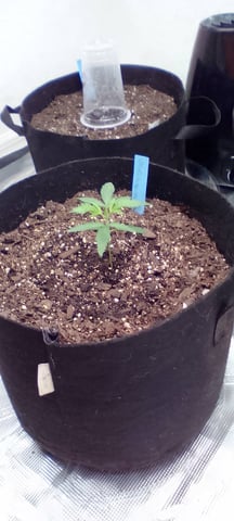 Seedman mix auto & seedman mix auto & GodFather OG — seedling_rooting, day 14