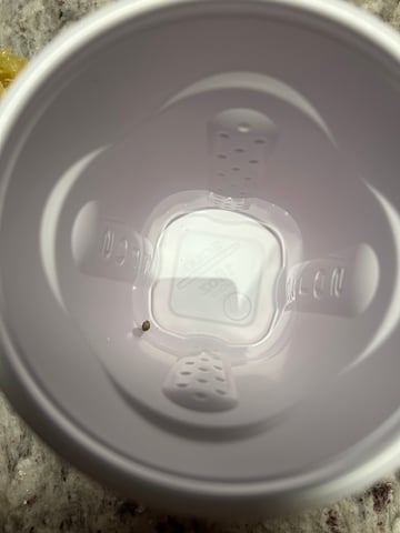 Amnesia Haze auto flower — germination, day 1