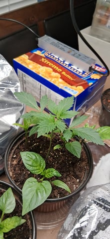 blueberry funk — seedling_rooting, day 11