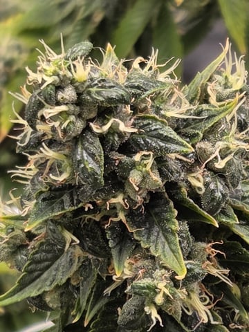 new bee's  — vegetative, day 32