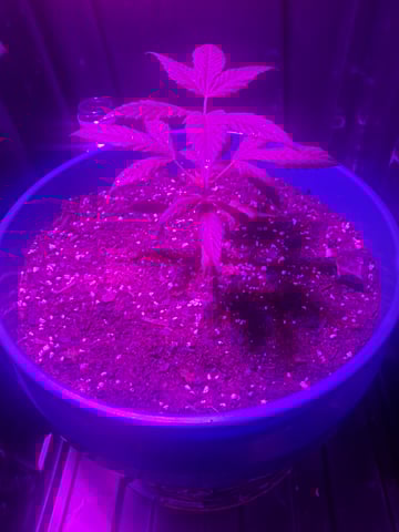 5 Random Seeds in a pot I found in my grinder. — vegetative, day 13
