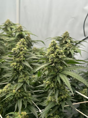 Permanent Marker, Gary Payton — flower, day 44