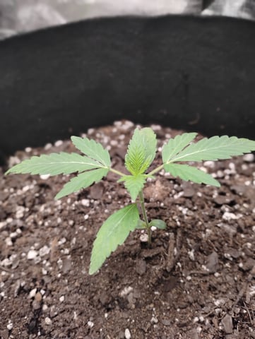 Special queen Auto — seedling_rooting, day 7
