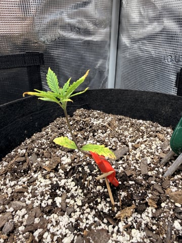Gorilla Cookies — 1st Grow — vegetative, day 30