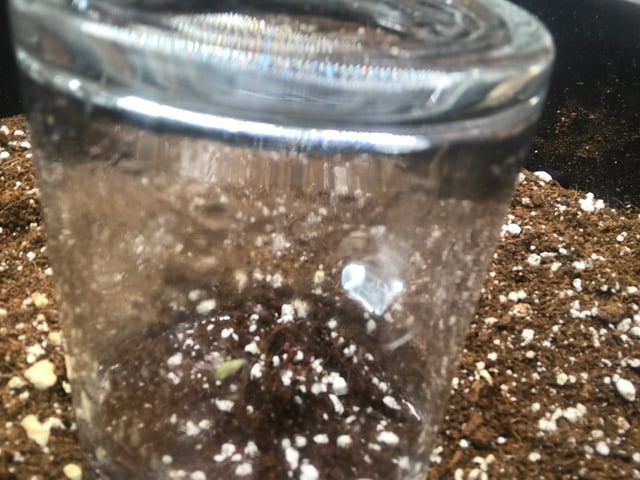 ripleys og — seedling_rooting, day 1