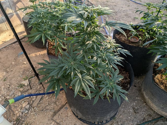 October Start — flower, day 107