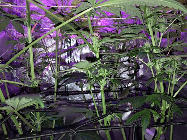 II — flower, day 61