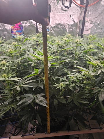scrog from cut.  — flower, day 36