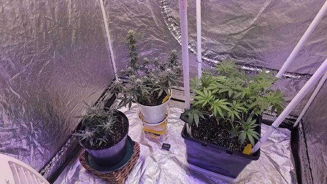 first grow adventure  — flower, day 60