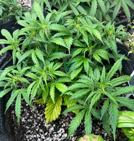 winter 25-26 — vegetative, day 31