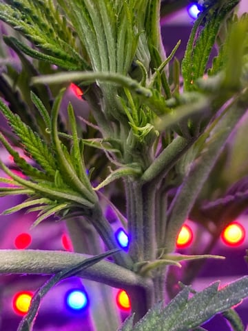 widows’ mimosa f1 — flower, day 45