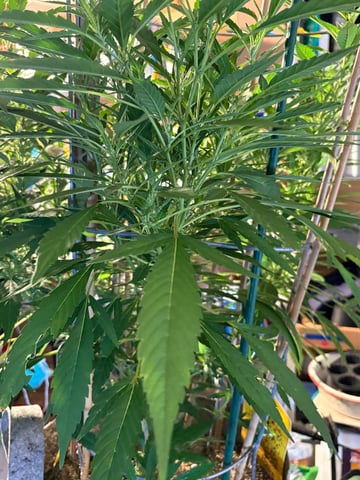 green crack (Cush) with a C — flower, day 37