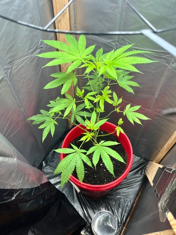 My Devine Conscious  — vegetative, day 103