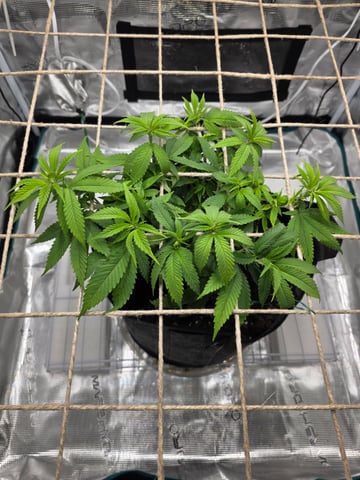 First try — vegetative, day 69