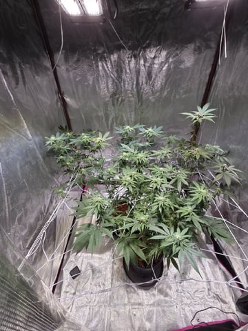 First Indoor Grow — flower, day 7