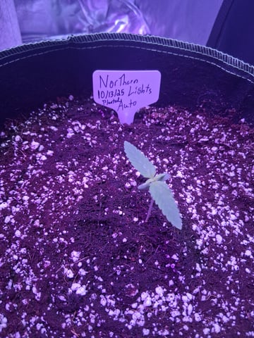 first auto grow — seedling_rooting, day 7